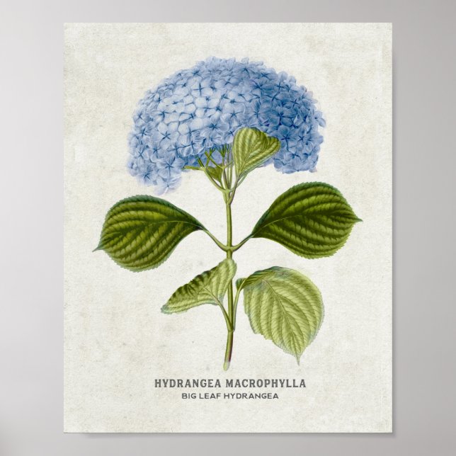 Poster Vintage Blue Hydrangea Botanical (Frente)