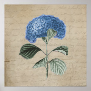 Poster Vintage Blue Hydrangea em Bergaminho Antigo