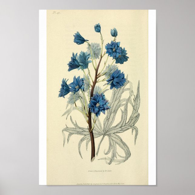 Pôster Vintage Blue Larkspur Flower (Frente)