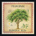 Poster Vintage Botaneria Plumeria Tree Art Deco<br><div class="desc">Vintage Botanical Plumeria Frangipani Tree Art impressão. Quando emoldurado,  seria um adorável deco de parede para a sua cozinha ou área de jantar.</div>