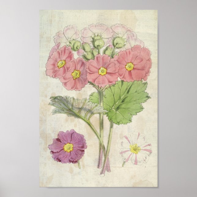 Poster Vintage Botanic Carmine Chinesa Primrose (Frente)