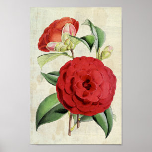 Poster Vintage Botanic Crimson Camellia
