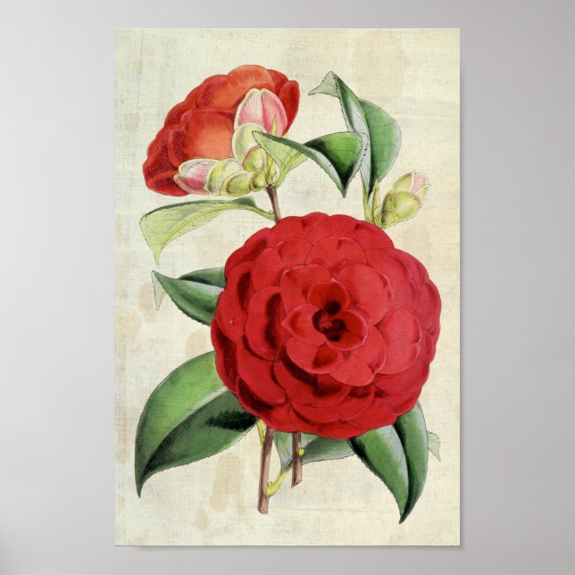 Poster Vintage Botanic Crimson Camellia (Frente)