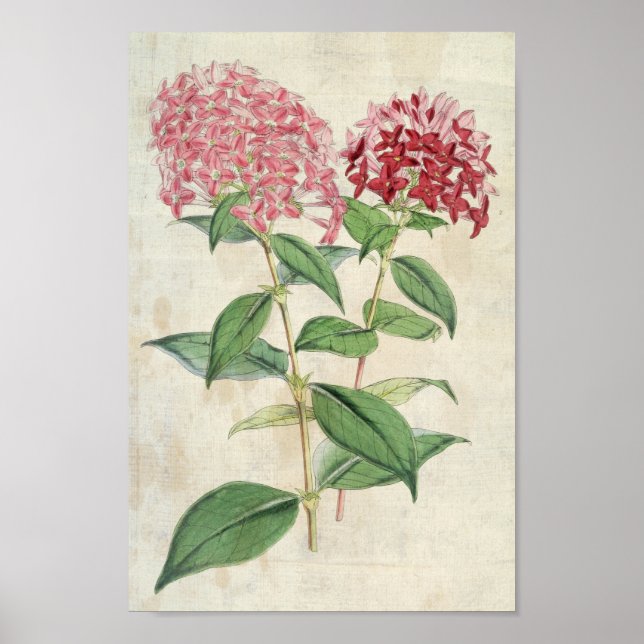 Poster Vintage Botânica New Hybrid Bouvardias (Frente)