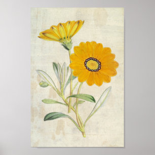 Poster Vintage Botânica Splendent Gazania