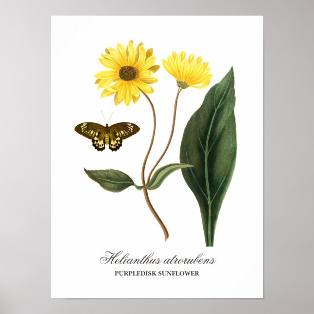Poster Vintage Botânica Sunflower e Borboleta (Frente)