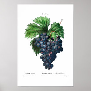 POSTER VINTAGE BOTÂNICA "UVAS NEGRAS" REDOUTÉ