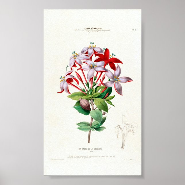 Poster Vintage Botanical Art La Casse De Caroline (Frente)