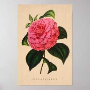 Poster Vintage Botanical - Camellia Clodia