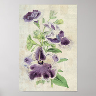 Poster Vintage Botanical Eclipse & Annie Kien Petunias