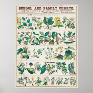 Poster Vintage Botanical Educational