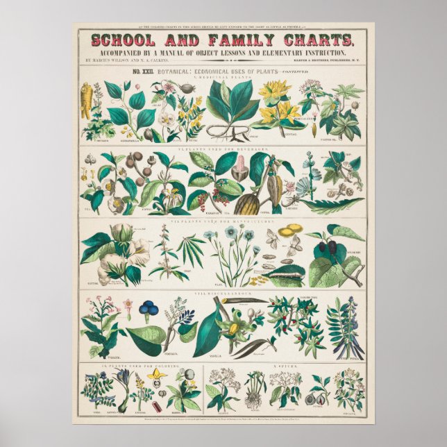 Poster Vintage Botanical Educational (Frente)