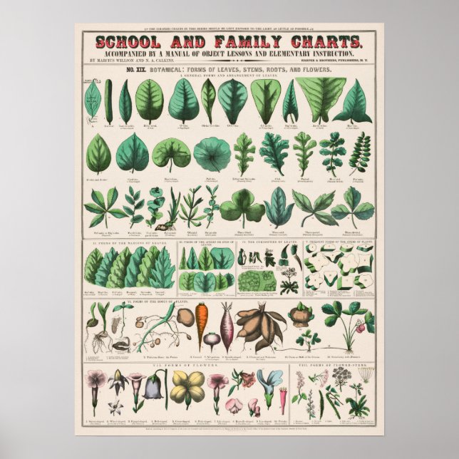 Poster Vintage Botanical Educational (Frente)