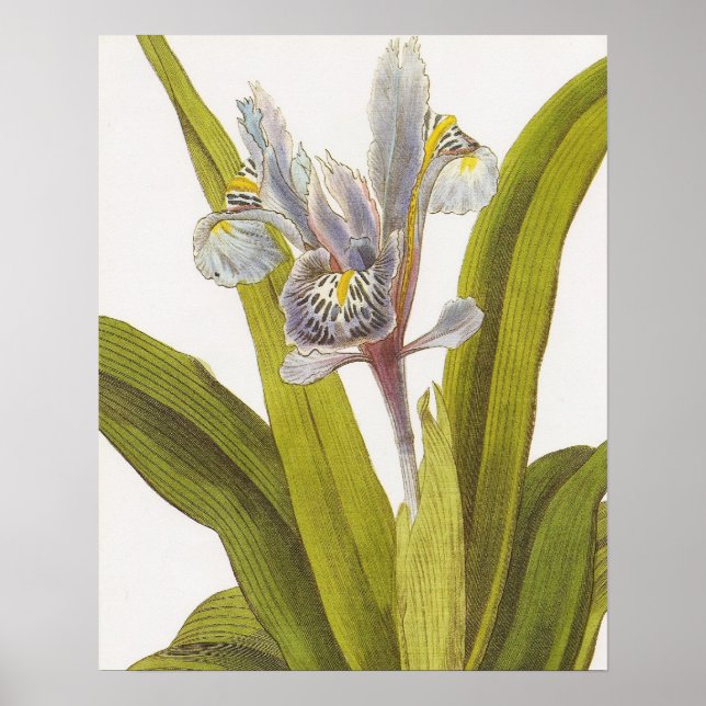 Pôster Vintage Botanical Floral Poster; Iris (Frente)