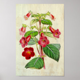 Poster Vintage Botanical Hybrid Tydeas