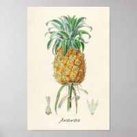 Vintage Botanical Illustration