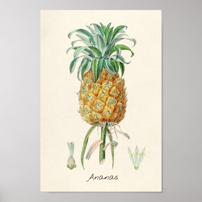 Poster Vintage Botanical Illustration (Frente)