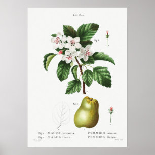 Poster Vintage Botanical Illustration