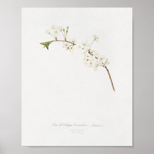 Poster Vintage Botanical Illustration