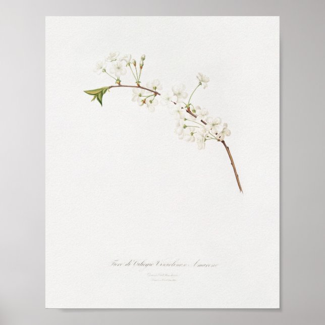 Poster Vintage Botanical Illustration (Frente)