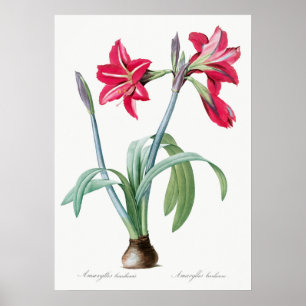Poster Vintage Botanical Illustration