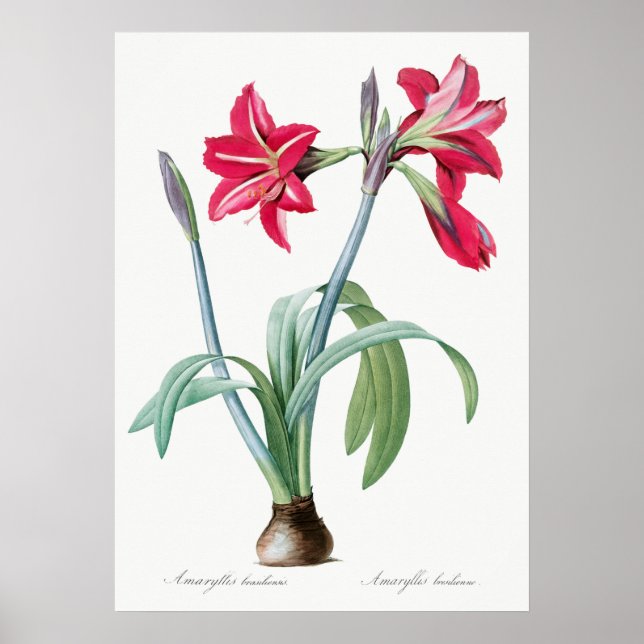 Poster Vintage Botanical Illustration (Frente)