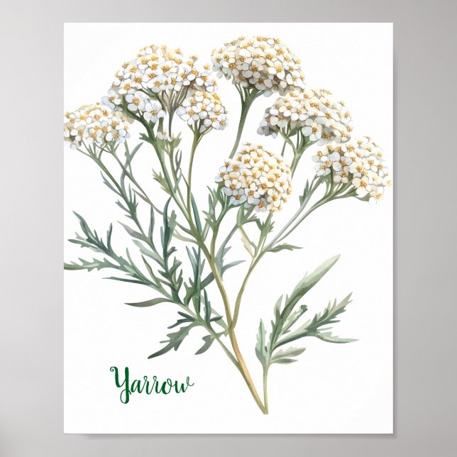 Poster Vintage Botanical Illustration Yarrow (Frente)