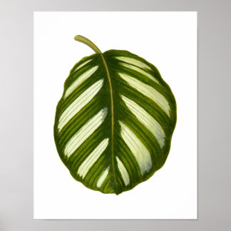 Poster Vintage Botanical Leaf Print