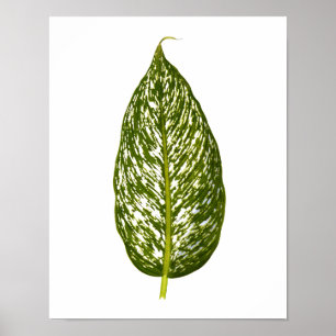 Pôster Vintage Botanical Leaf Print