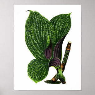 Poster Vintage Botanical Leaf Print