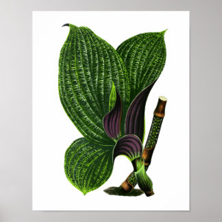 Poster Vintage Botanical Leaf Print
