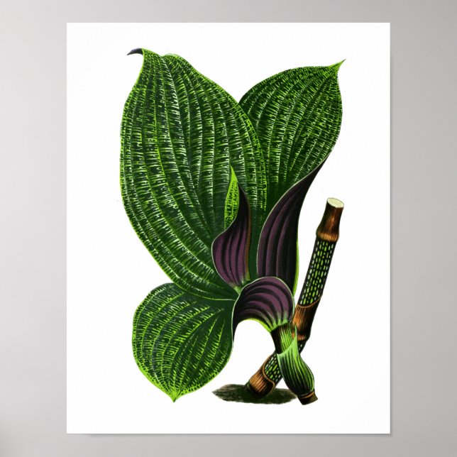 Poster Vintage Botanical Leaf Print (Frente)
