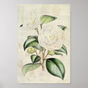 Poster Vintage Botanical Pearl Camellia
