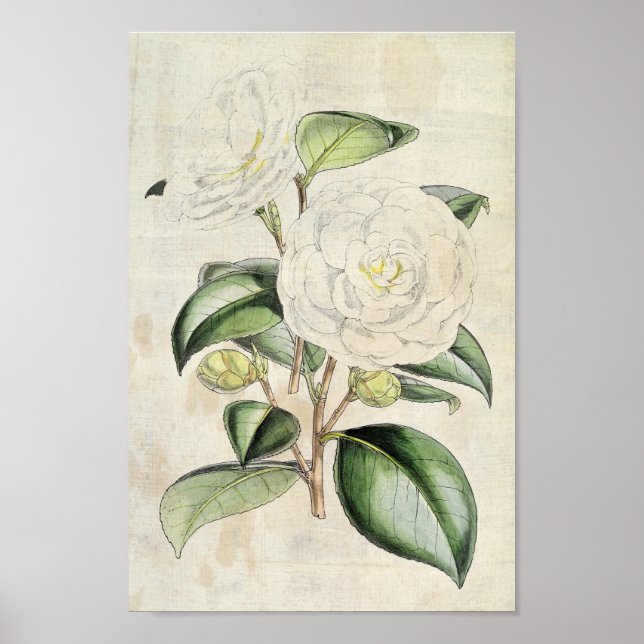 Poster Vintage Botanical Pearl Camellia (Frente)