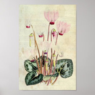 Poster Vintage Botanical Persian Cyclamen