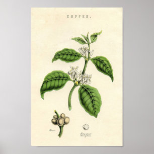 Pôster Vintage Botanical Print - Coffee