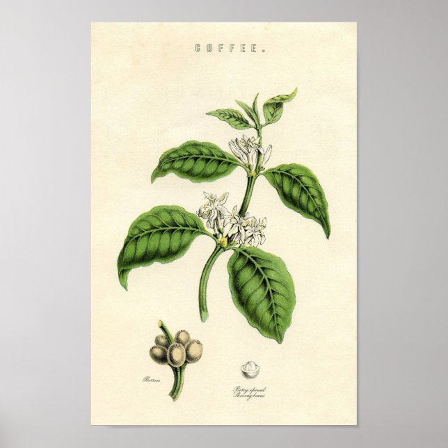 Pôster Vintage Botanical Print - Coffee (Frente)