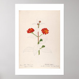 POSTER VINTAGE BOTANICAL WATERCOLOR BY HELEN SHARP