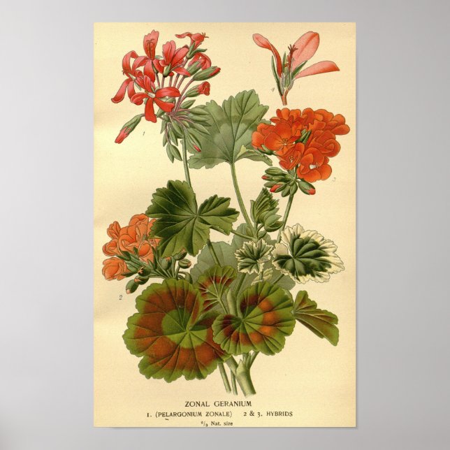 Poster Vintage Botanical Zonal Floral Geranium Illustrati (Frente)