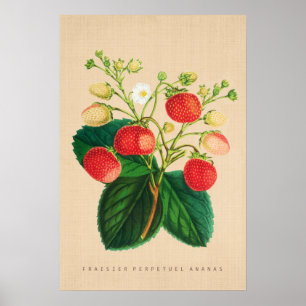 Pôster Vintage botânico - ananás perpétuo de Fraisier