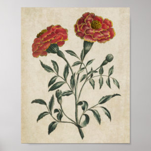 Poster Vintage Botânico Floral Francês Marigold Impress
