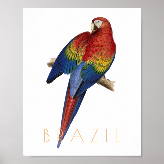 Poster Vintage Brasil viagem Macaw meio século (Frente)
