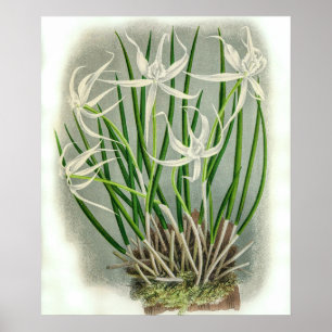 Poster Vintage Brassavola Cuculatta Orchid Flower