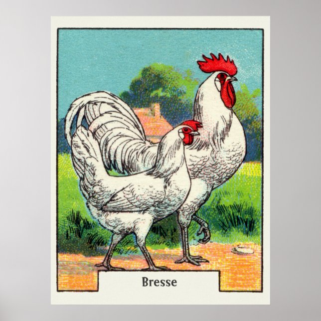 Pôster Vintage Bresse Chicken (Frente)