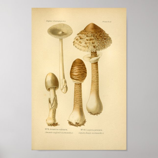 Pôster Vintage Brown Mushrooms Art Print French (Frente)
