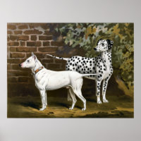 Vintage Bull Terrier e a arte de cães Dalmacianos