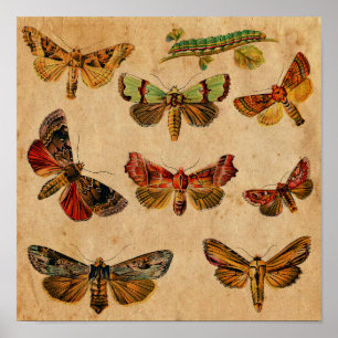Poster Vintage Butterfly & Caterpillar Antique