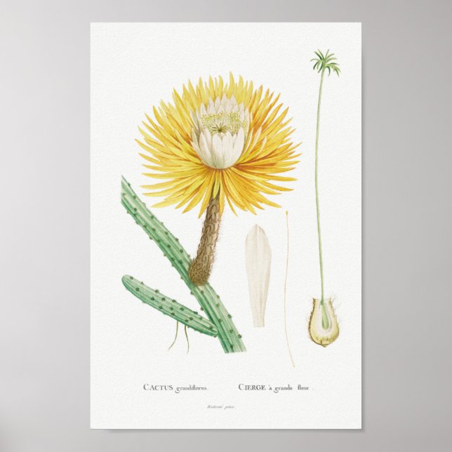 Poster Vintage Cactus/succulent Illustration (Frente)