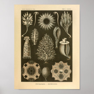 Poster Vintage Calcispongiae Color Ernst Haeckel Impressã