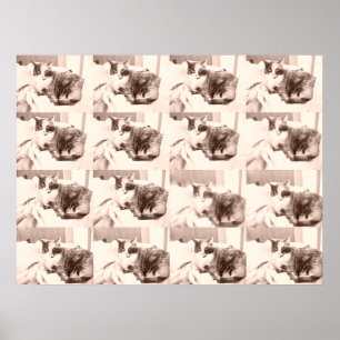 Pôster Vintage Calico Cat